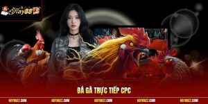 Đá gà trực tiếp CPC