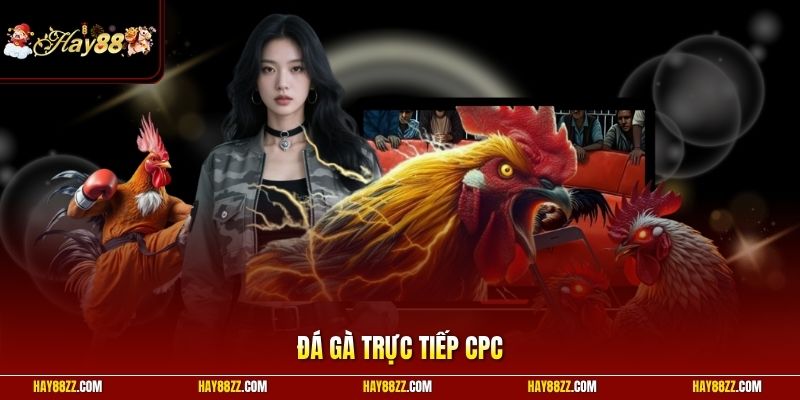 Đá gà trực tiếp CPC