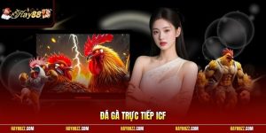 Đá gà trực tiếp ICF