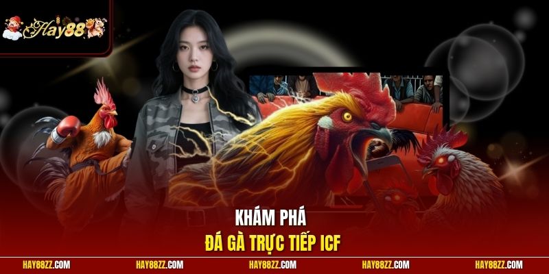 Khám phá đá gà trực tiếp ICF