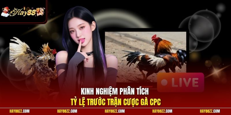 Kinh nghiệm phân tích tỷ lệ trước trận cược gà CPC