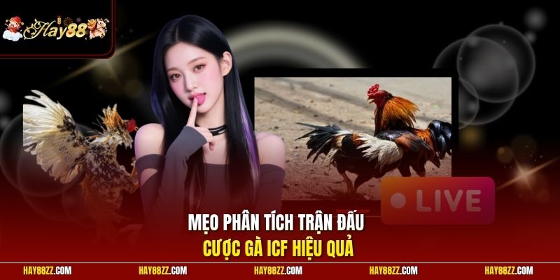 Mẹo phân tích trận đấu cược gà ICF hiệu quả