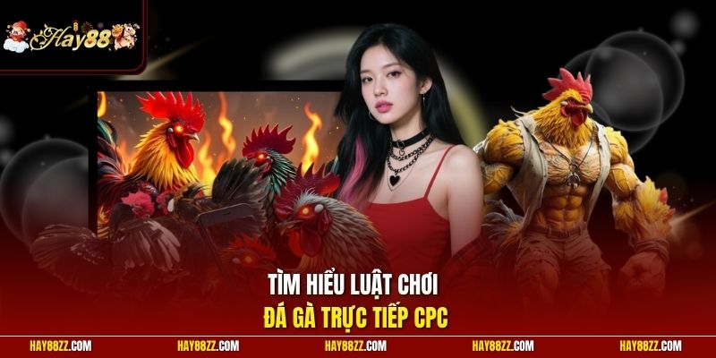 Tìm hiểu luật chơi đá gà trực tiếp CPC